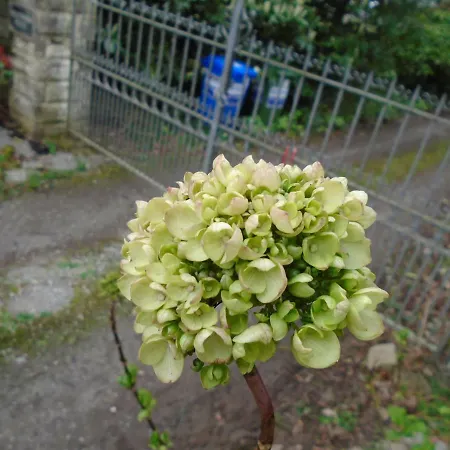 Oda ve Kahvaltı Ballynona House